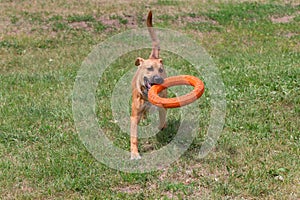 Cute american pit bull terrier puppy is running on a green grass with doggie ring. Pet animals