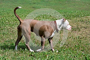 Cute american pit bull terrier puppy is walking on a green grass in the summer park. Pet animals