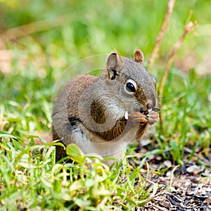 Cute American Red Squirrel feeding sunflower seed