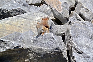 Cute American red squirrel (Tamiasciurus hudsonicus) peaking out from group of rocks