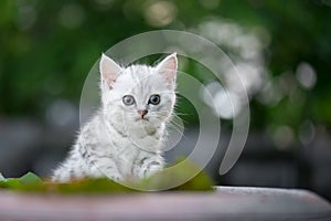 Cute American Short Hair kitten playing