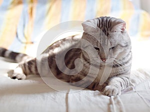 Cute AMERICAN SHORT HAIR young kitten grey and black stripes home cat alert and plays on bed portrait shot selective focus blur ho