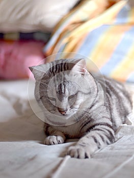 Cute AMERICAN SHORT HAIR young kitten grey and black stripes home cat alert and plays on bed portrait shot selective focus blur ho