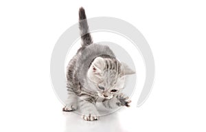 Cute American Shorthair kitten catching on white background