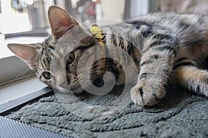 Cute American Shorthair kitten lying on the floor