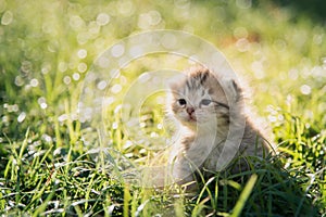 Cute American Shorthair kitten walking on green grass