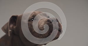 Cute amstaff dog playing in front of the camera