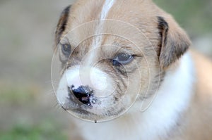 Cute amstaff puppy