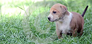 Cute amstaff puppy