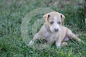 Cute amstaff puppy