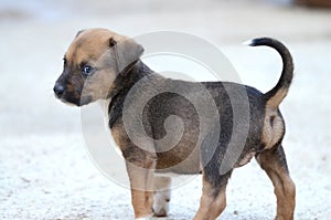 Cute amstaff puppy