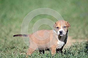 Cute amstaff puppy