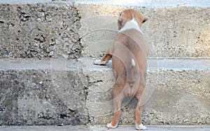 Cute amstaff puppy dog climpbing up the stairs. Success concept