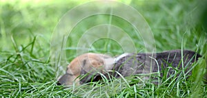 Cute amstaff puppy lying on a grass