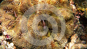 Cute anemone fish hiding on the coral reef, snorkeling or diving