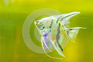 Cute angelfish (Pterophyllum) fish, a small genus of freshwater