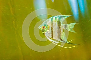 Cute angelfish (Pterophyllum) fish, a small genus of freshwater