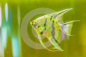 Cute angelfish (Pterophyllum) fish, a small genus of freshwater