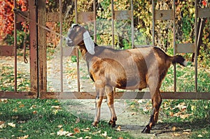 A cute Anglo-Nubian goat.