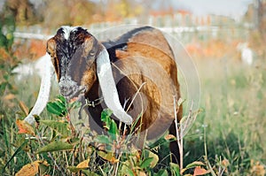Cute Anglo-Nubian goat with long white ears photo