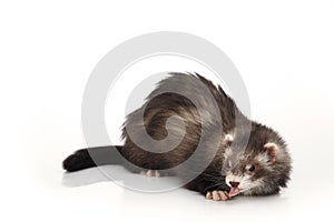 Cute angora ferret posing on white background