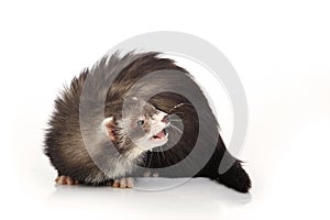 Cute angora ferret posing on white background