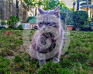 Cute Angry  Persian breed cat fury fluffy