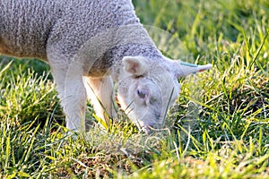 A cute animal closeup portrait of the head of a small white lamb grazing on a grass field or meadow during a sunny spring day. The