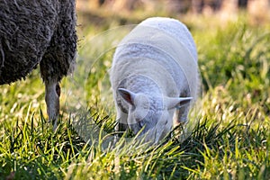 A cute animal closeup portrait of the head of a white small lamb grazing on a grass field or meadow during a sunny spring day. The