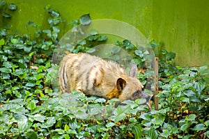 Cute animal drinking water