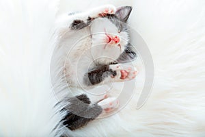 Cute animal kitten cat nap sleep lift up paws showing pink paw pads on white fluffy plaid. Black white cat comfortably