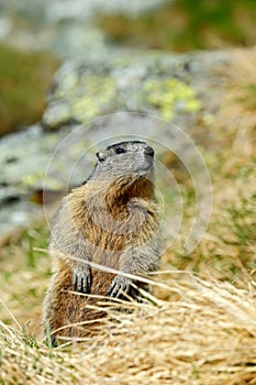 Cute animal Marmot, Marmota marmota, sitting in he grass, Gran Paradiso, Italy
