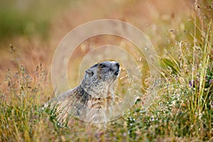 Cute animal Marmot, Marmota marmota, sitting in he grass, Gran Paradiso, Italy