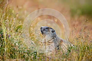 Cute animal Marmot, Marmota marmota, sitting in he grass, Gran Paradiso, Italy