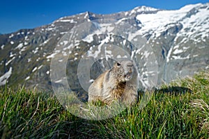 Cute animal Marmot, Marmota marmota, sitting in he grass, in the nature habitat, Grossglockner, Alp, Austria, photo