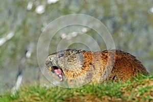 Cute animal Marmot, Marmota marmota, sitting in the grass wit open , nature rock habitat, Alp, France,