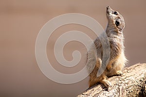 Cute animal nature image with copy space. Meerkat looking up