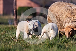 A cute animal portrait of a couple of white small lambs running and playing around an brown wooly adult sheep in a grass field or