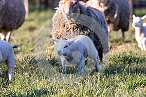 A cute animal Portrait of a small lamb playing, running and having fun in a grass field or Meadow during a sunny spring day. the
