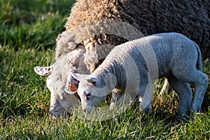 A cute animal portrait of a small white lamb grazing in a meadow or grass field next to its adult mother sheep during a sunny