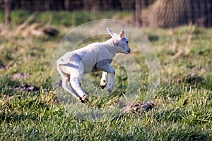 A cute animal portrait of a small white lamb jumping around playfully in a grass field or meadow during a sunny spring day. The