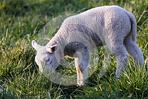 A cute animal portrait of a small white lamb standing in a grass field or meadow eating from the grass during a sunny spring day.