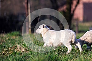 A cute animal portrait of a small white lamb standing and running around in a grass field or meadow during a sunny spring day. The