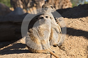 Cute animal surikate meerkats. Fury meerkat is keeping watch.