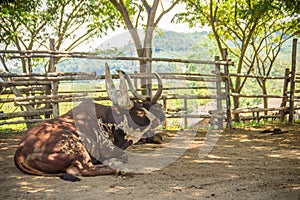 Cute Ankole-Watusi bull with very large horns in the farm. The Ankole-Watusi is a modern American breed of domestic cattle. It der