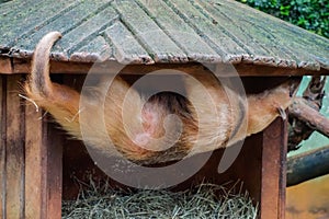 Cute anteater/southern tamandua hung from its lair roof in zoopark.