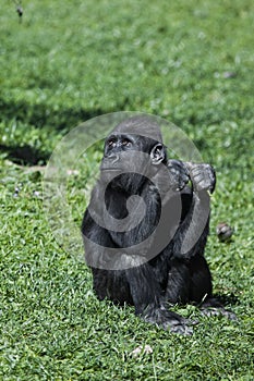 Cute anthropoid baby gorilla sitting on green