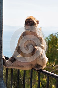 Cute ape in Gibraltar