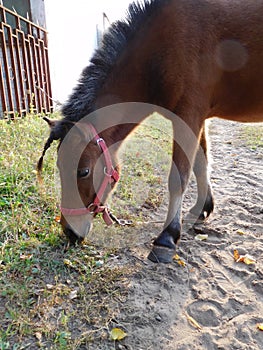 Cute Appaloosa pony grazing in the autumn among the grass and yellow leaves