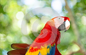 cute ara macaw parrot bird. ara macaw parrot outdor. ara macaw parrot outside.